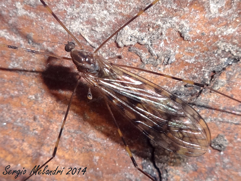 Metalimnobia (Limoniidae) ???